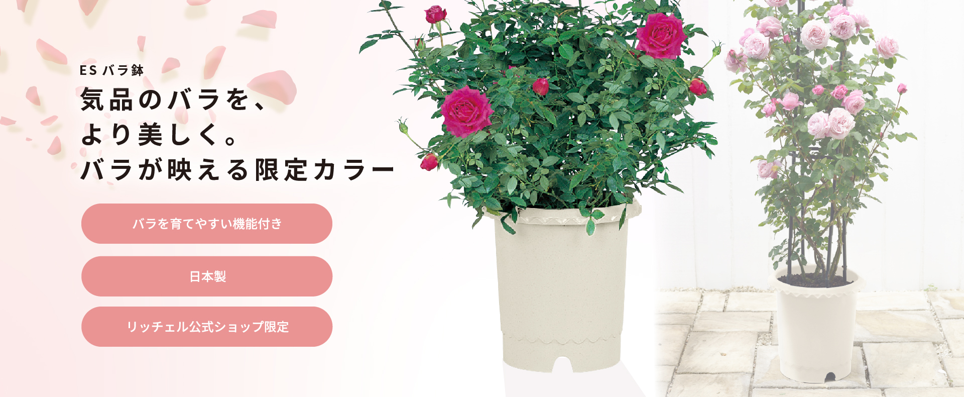 ES バラ鉢