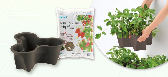 ハーベリーセット